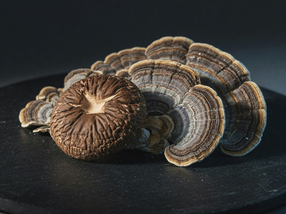 A dried brown shiitake cap beside a fan of banded turkey-tail mushroom.