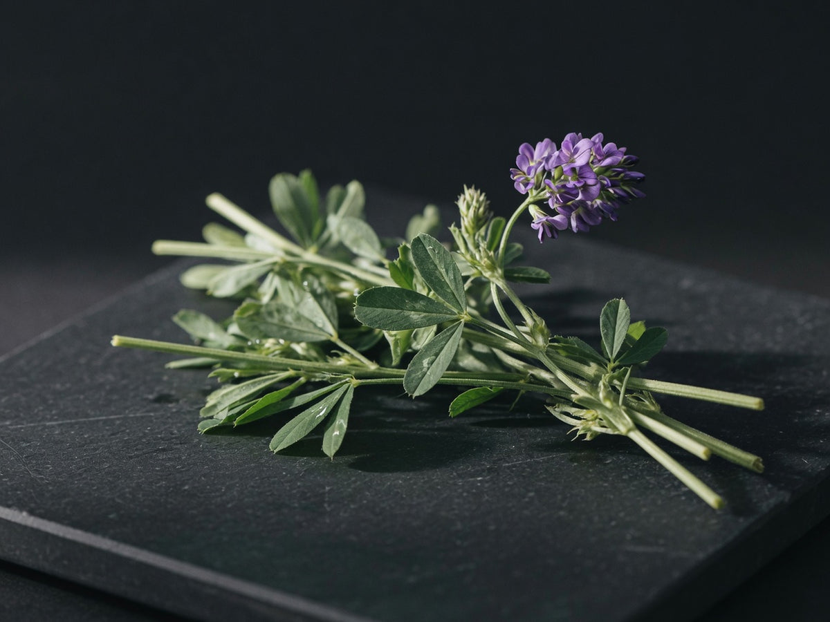 A bundle of alfalfa stems with trifoliate leaves and a purple flower spike.