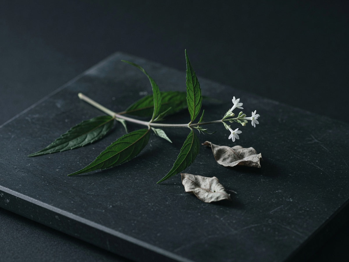 A sprig of andrographis with dark lance-shaped leaves and tiny white flowers.