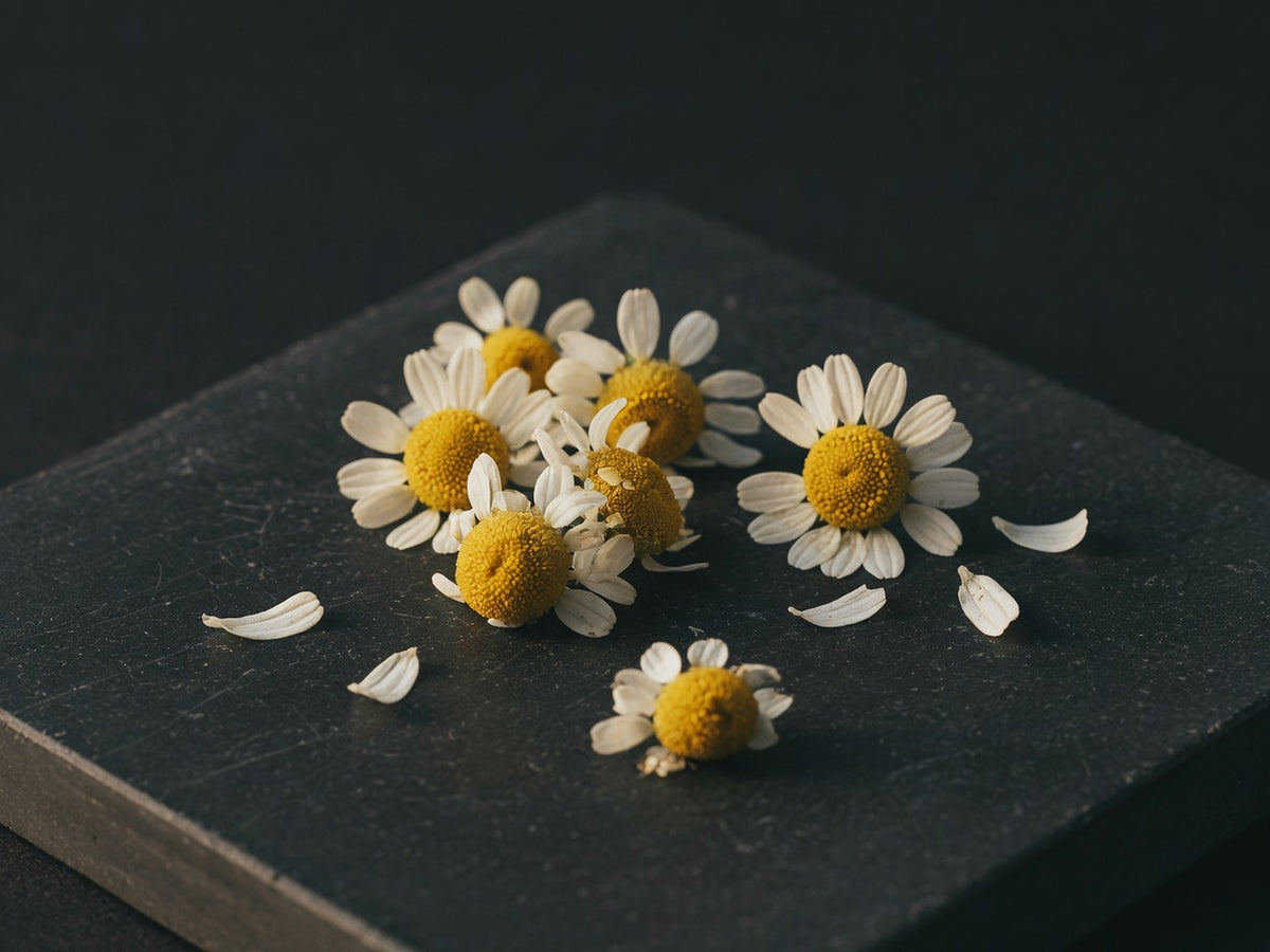 A scatter of dried chamomile flowers, white petals round yellow domes.