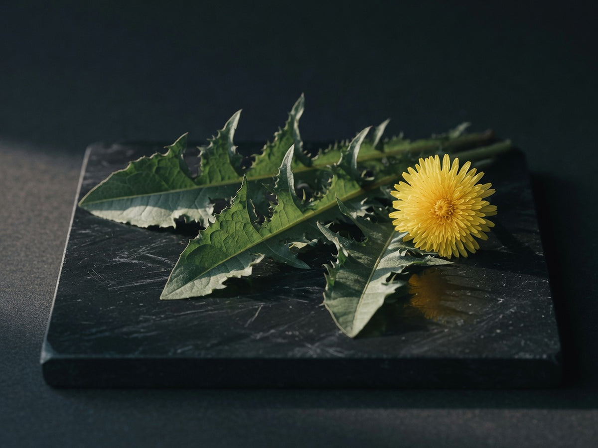 A jagged-toothed dandelion leaf beside a bright yellow flower head.
