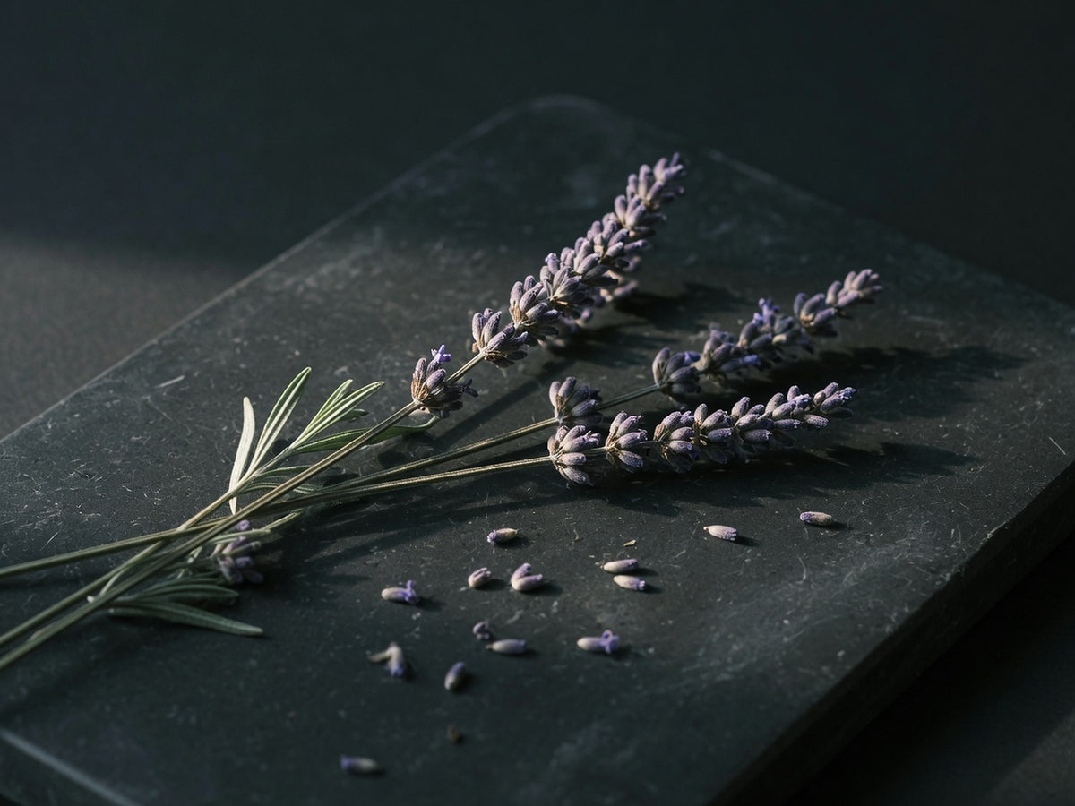 Three dried lavender spikes with loose purple buds scattered beside them.