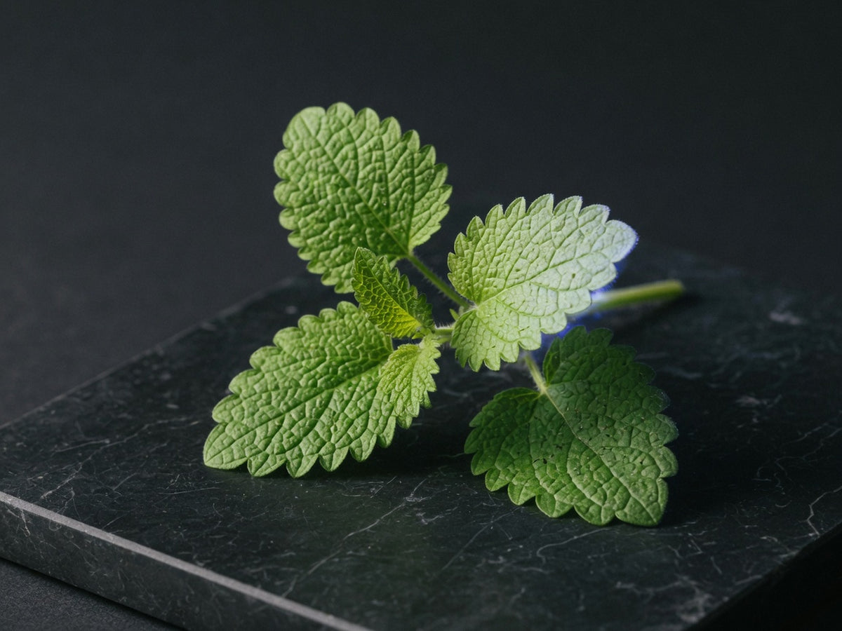 A fresh lemon balm sprig, bright green heart-shaped leaves with toothed edges.