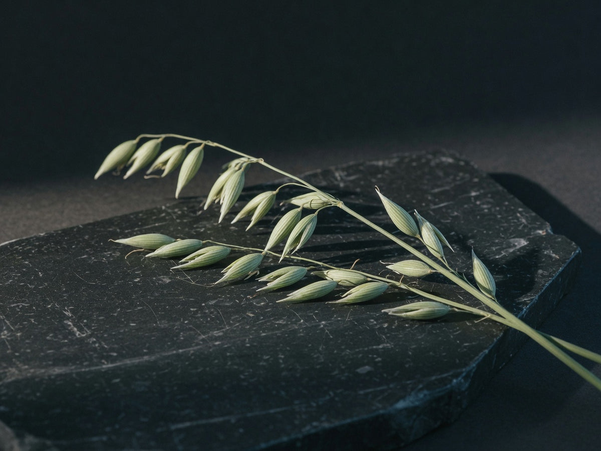 A stem of unripe green oat with soft drooping spikelets laid across black stone.
