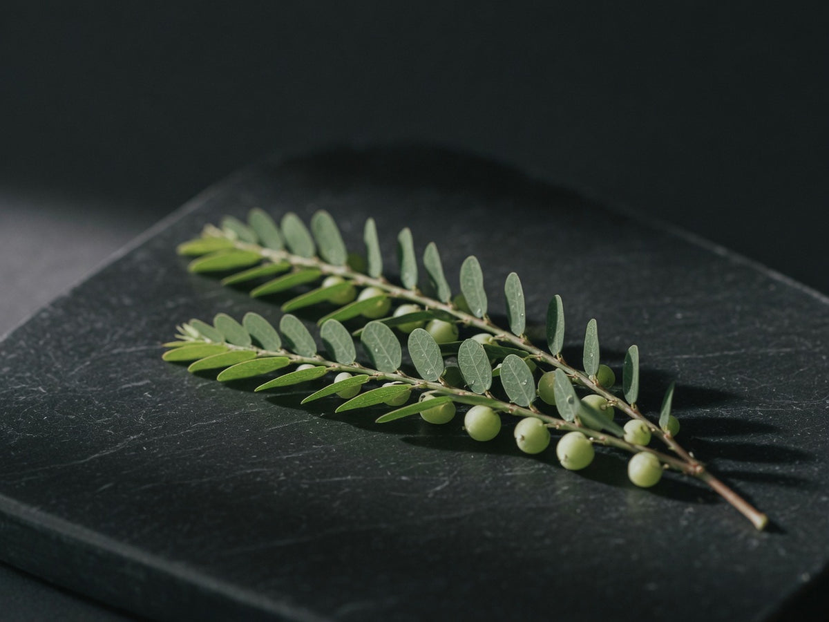 A phyllanthus frond, small round green fruits ranked beneath the leaflets.
