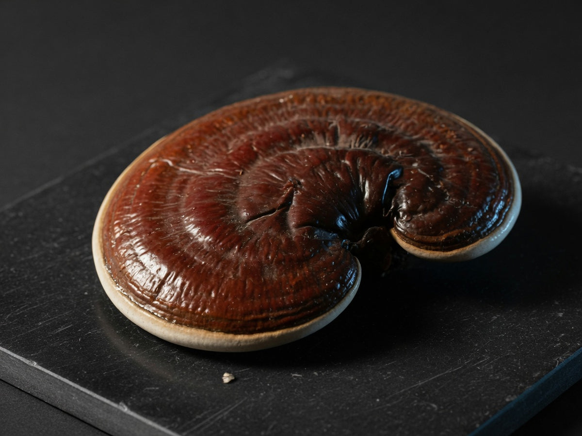 A dried reishi cap, kidney-shaped and varnished reddish-brown with a pale edge.