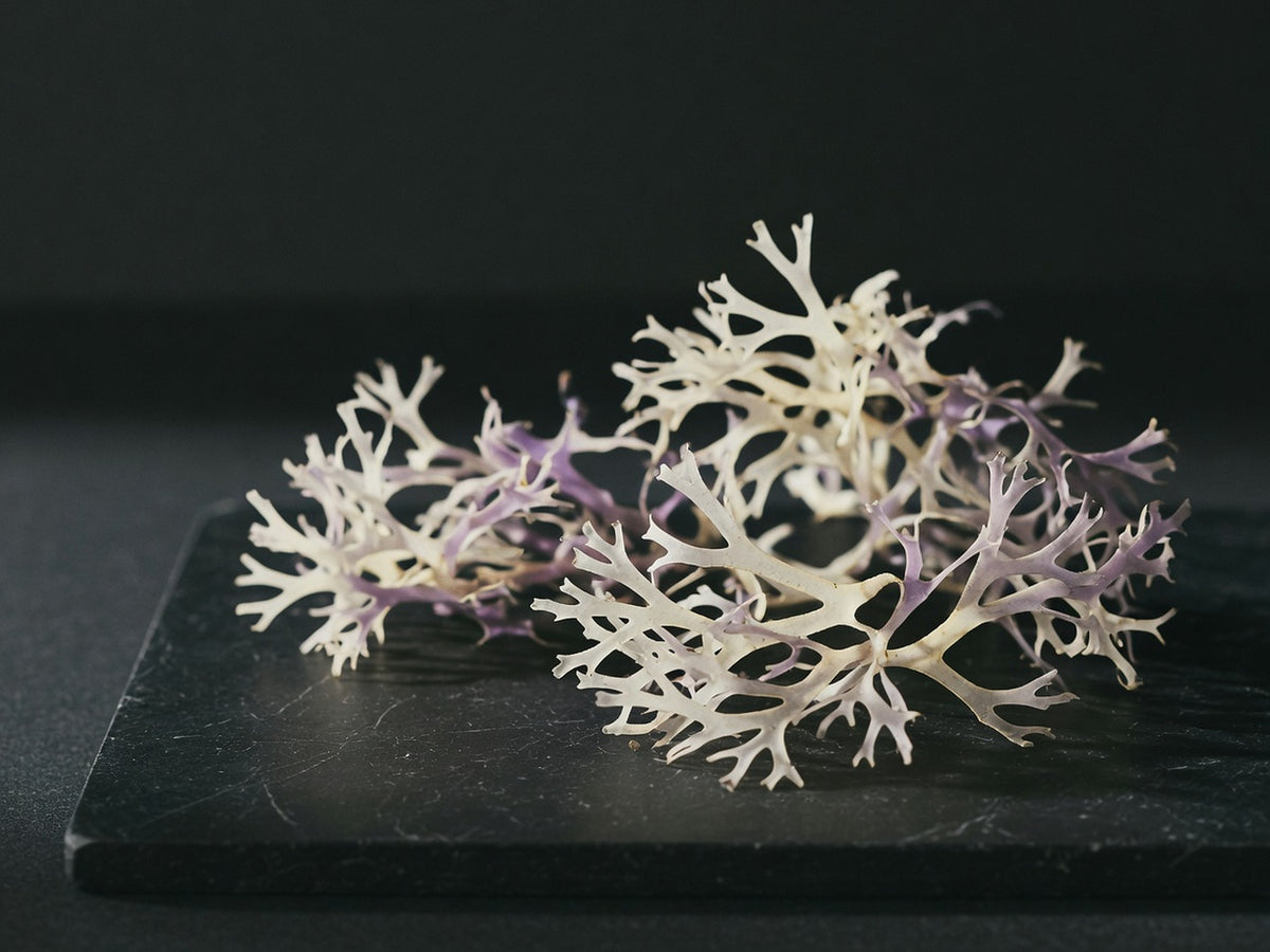 A clump of dried sea moss, cream-coloured and finely branching.