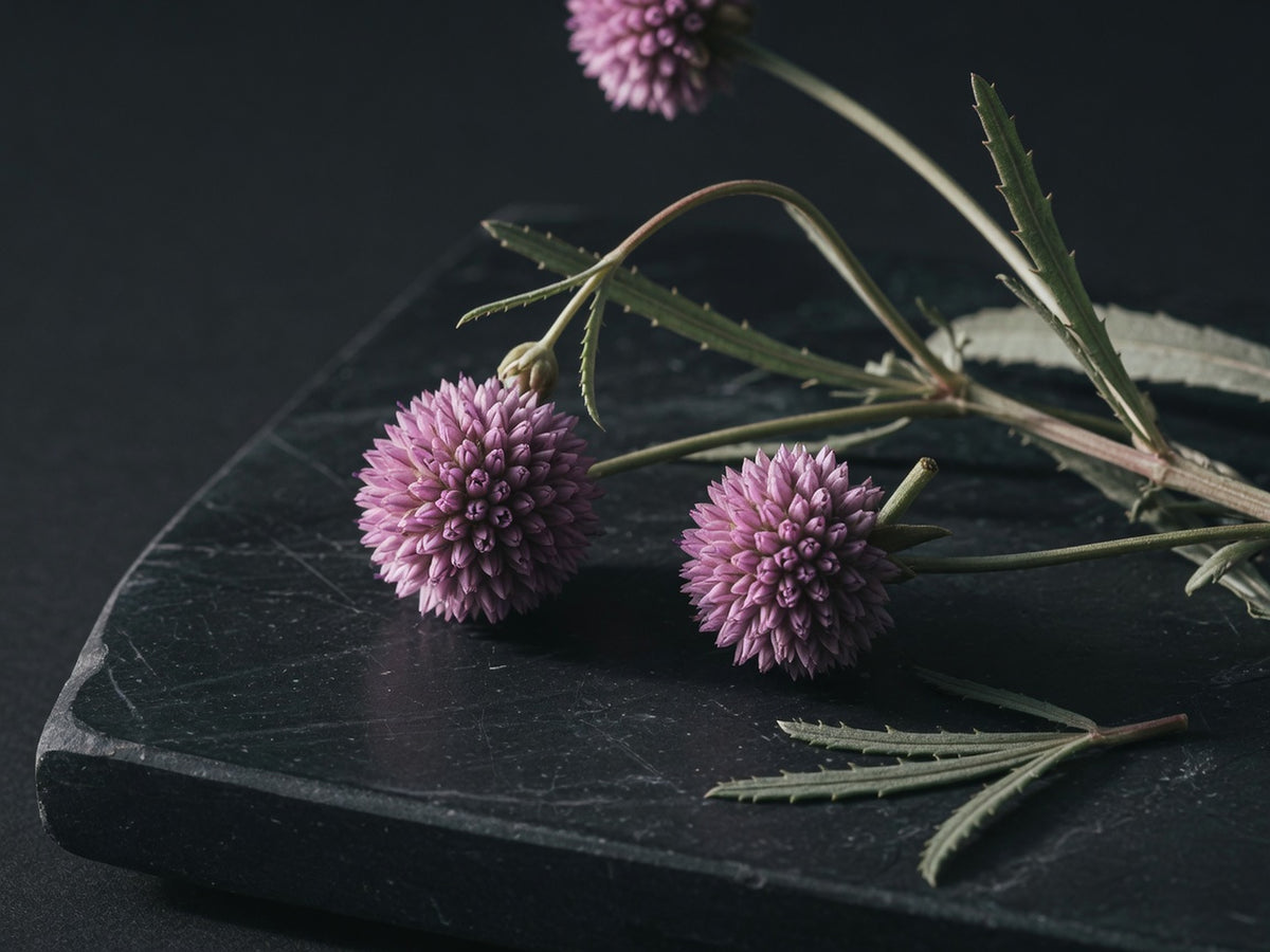 Round mauve globe-thistle flower heads on slender stems with narrow leaves.